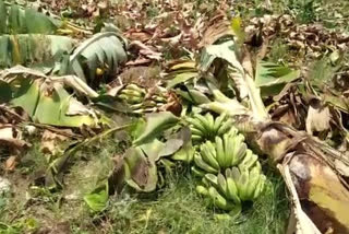 destroyed banana orchard