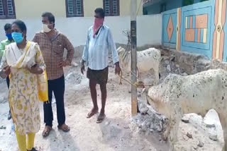 New infection in cows triggers panic in Andhra Pradesh amidst COVID-19 fears