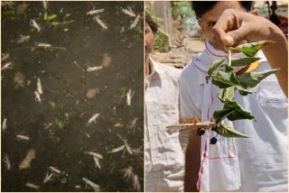 Hundreds of locust crews arrived in several villages of Mandsaur from Rajasthan