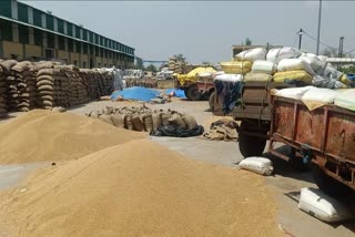 Crop laid out for weighing