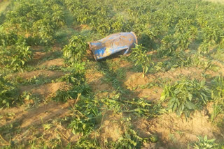 wild elephant damaged the crop and house