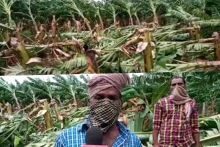 banana coconut tress damaged in heavy cyclone in kanyakumari