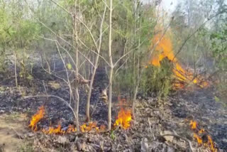 Fire broke out in forest