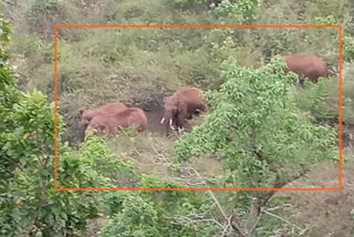 Elephants destroyed crops of farmers