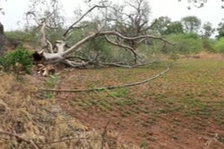 heavy wind and rainfall in tamballapalli cosntituency and ress fell down heavily