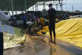 Grain gets wet due to rain