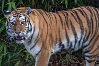 Tiger kills woman at Tadoba reserve  മുംബൈ  ഹാരാഷ്ട്രയിലെ ചന്ദ്രപുർ ജില്ല  തഡോബ-അന്ധാരി ടൈഗർ റിസർവ്  കൊളാര ഗ്രാമവാസി  സതാര  കടുവയുടെ ആക്രണത്തിൽ സ്‌ത്രീ കൊല്ലപ്പെട്ടു  Chandrapur  Satara jungle  Kolara village  Tadoba Andhari Tiger Reserve  TATR maharashta  mumbai