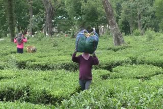 Provision of Rs 33 lakhs to Palampur Tea Factory