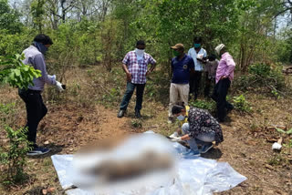 Three day old body of female leopard found in kawardha.