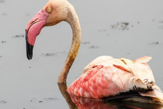 Greater Flamingo