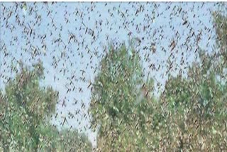 locusts attack