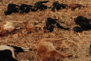 24 sheep death In  Bellary