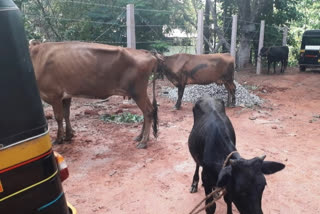 An illegal slaughterhouse in Loretto: Three Accused arrest by police