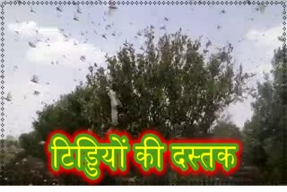 Locust party reached Ujjain