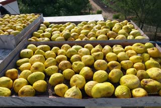 covid-19 impact - making dry common fig fruit  in raichur