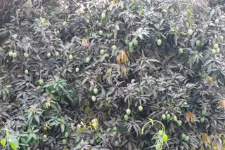 fight in katihar due to mango dispute