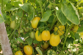 Tomatoes