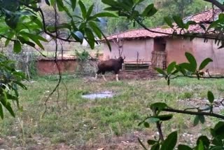 forest-buffalo-reached-residential area