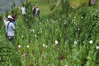 poppy cultivation destroyed purola news , पुरोला उत्तरकाशी अफीम की खेती समाचार