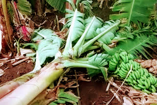 Heavy rains poured in Athani Taluk