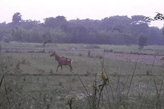 muzaffarpur