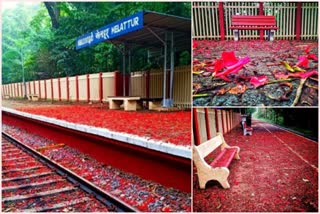 Gulmohar blooms spread a floral carpet at Melattur Railway Station  Railways Minister and Ministry share pictures on Facebook