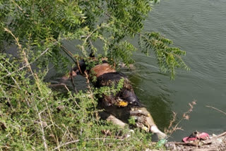 Woman's body found in Sagar Canal at prakasham district
