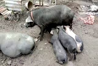 Sivsagr Pig farmers facing crisis dur to African swine fever
