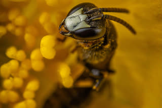 Watch how coronavirus lockdown is respite for bees in London.