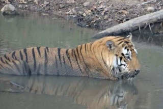 tiger dead body.