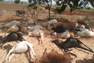 More than 20 sheep death in Bagalakote