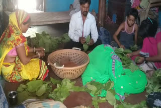 Tendu leaf collection work started in Khalwa forest zone