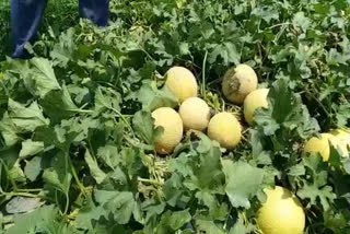 yamunanagar-melons-are-rotting-in-the-fields-haryana