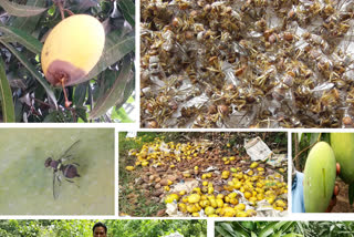 mango farmers facing problems with pandu eega