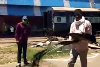 3 national bird peacocks died in 2 days in jagadhri railway workshop