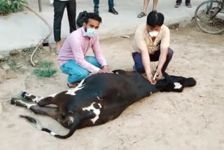 bajrang dal activists saved live of injured cow at muradnagar