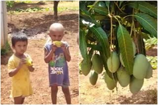 organic-mango-selling-in-kustagi