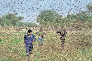 Instructions issued for locust rescue