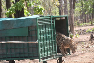 injured leopard reached back to the forest after treatment