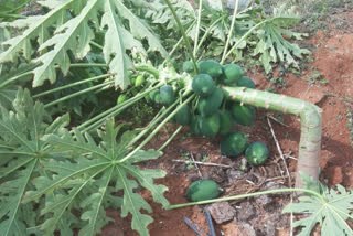 Elephant attack to papaya plantation at Ramanagara