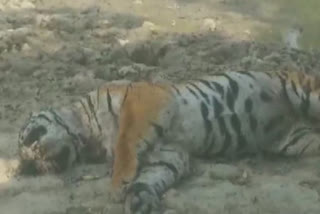Tiger carcass  Pilibhit Reserve  Pilibhit Tiger Reserve  കടുവയുടെ ജഡം  പിലിഭിത് ടൈഗർ റിസർവ്  പിലിഭിത്  കടുവ  കടുവ ചത്തു  ഉത്തർപ്രദേശ്