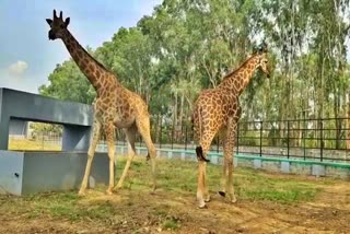 Retired Wing Commander adopted the Giraffe