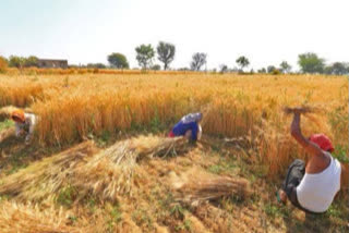 കാര്‍ഷിക രംഗം  സ്വയം പര്യാപ്‌തത  അഗ്രികൾച്ചറൽ പ്രൊഡ്യൂസ് മാർക്കറ്റ് കമ്മിറ്റികൾ  എപി‌എം‌സി ആക്‌ട്  APMC  Self Reliant India