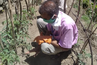 Wilt Disease in Tomato crop