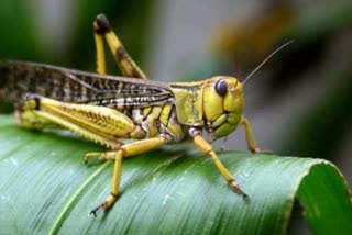 करौली में टिड्डी दल, Locust party in Karauli