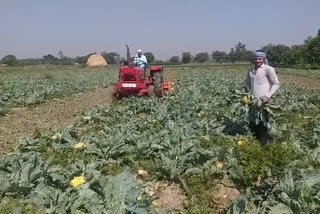 गोभी के खेत में चलाया ट्रैक्टर