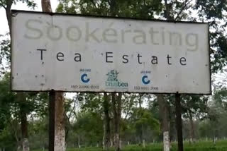 doomdooma sookerating tea state portest