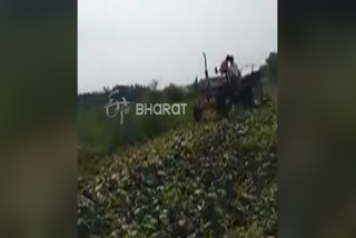 Corona effects: farmer destroyed crops in hasan