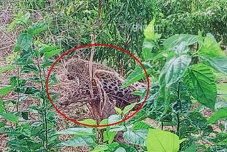 A leopard caught in a trap set for wild boar hunting