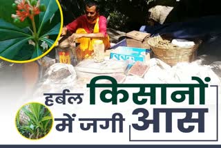 Deoghar farmers happy after Government of India announces package for herbal farming